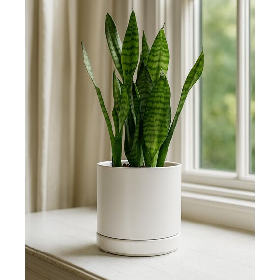 D'vine Dev 94-O-C-1 Keramik-Blumentopf mit Ablaufloch und Untersetzer, zylinderförmig, runder Blumentopf für den Innenbereich, Weiß, 15,2 cm