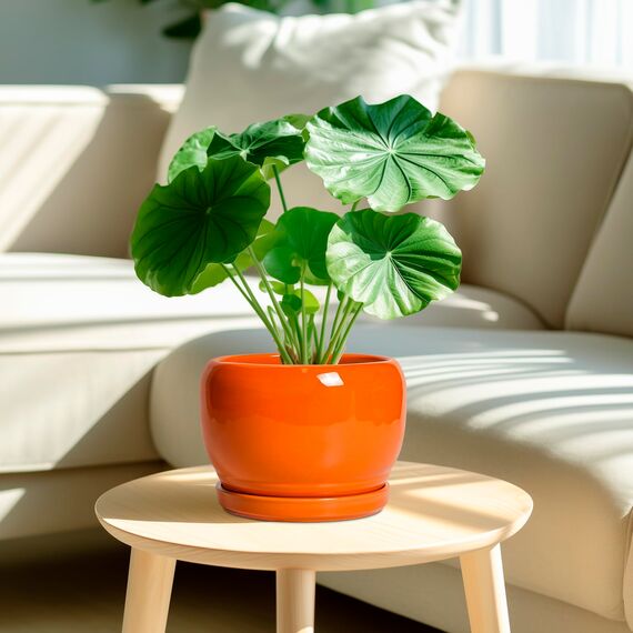 SQOWL Keramiktopf für Pflanzen – 20,3 cm Pflanztopf für drinnen und draußen, moderner runder Übertopf mit Ablaufloch und Untersetzer, dekorativer Übertopf für Blume, Bürodekoration, Gartengeschenke