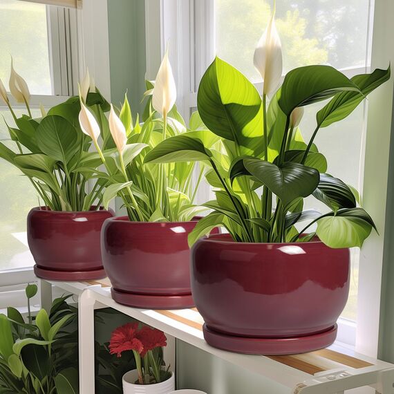 SQOWL Keramiktopf für Pflanzen – 25,4 cm Indoor-Pflanzgefäß mit Ablaufloch und Untersetzer, runder moderner Übertopf für den Außenbereich, dekorativer großer Blumentopf für Blume, Wohnzimmerdekoration