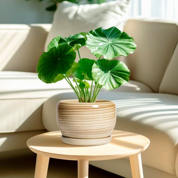 SQOWL Keramik-Pflanzgefäß, 20,3 cm, für drinnen und draußen, runder Übertopf mit Ablaufloch und Untersetzer, dekorativer moderner Keramik-Blumentopf, Wohnzimmerdekoration, Gartengeschenke, Gelb