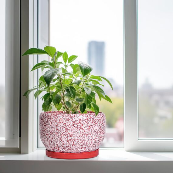 SQOWL Keramik-Pflanzgefäße für Zimmerpflanzen – 25,4 cm Blumentöpfe mit Ablaufloch und Untersetzer, dekorative Keramik-Blumentöpfe, runder großer Übertopf für den Außenbereich, Raumdekoration