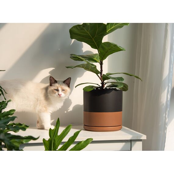 D'vine Dev 94-O-D-7 Keramik-Blumentopf mit Ablaufloch und Untersetzer, zylinderförmig, runder Blumentopf für den Innenbereich, Schwarz/Hellbraun gesprenkelt, 20,3 cm