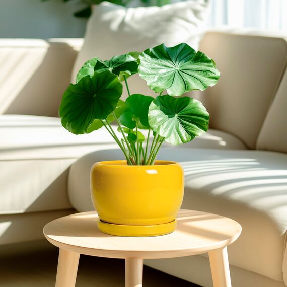 SQOWL Keramik-Blumentopf, 20,3 cm, Übertopf für drinnen und draußen, dekorativer Blumentopf mit Ablaufloch und Untersetzer, moderner runder Übertopf für Blume, Schreibtischdekoration