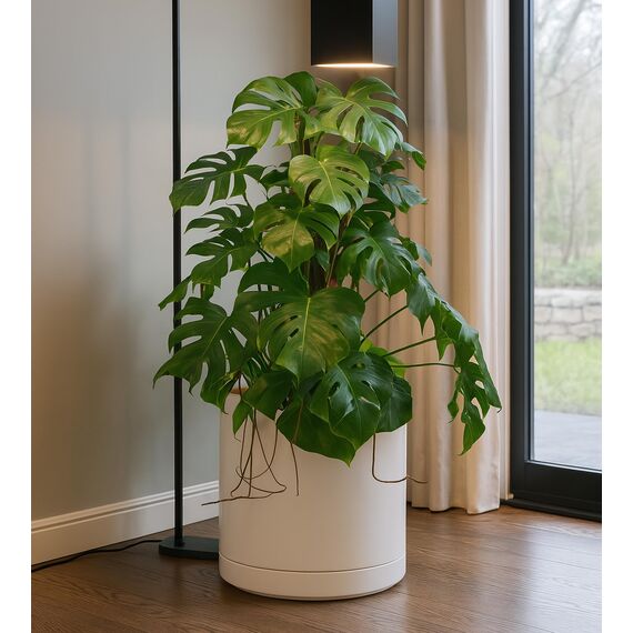 D'vine Dev 94-O-G-8 Keramik-Pflanztopf mit Ablaufloch und Untersetzer, Zylinder, runder Pflanztopf für den Innenbereich, Haferflocken, 35,6 cm