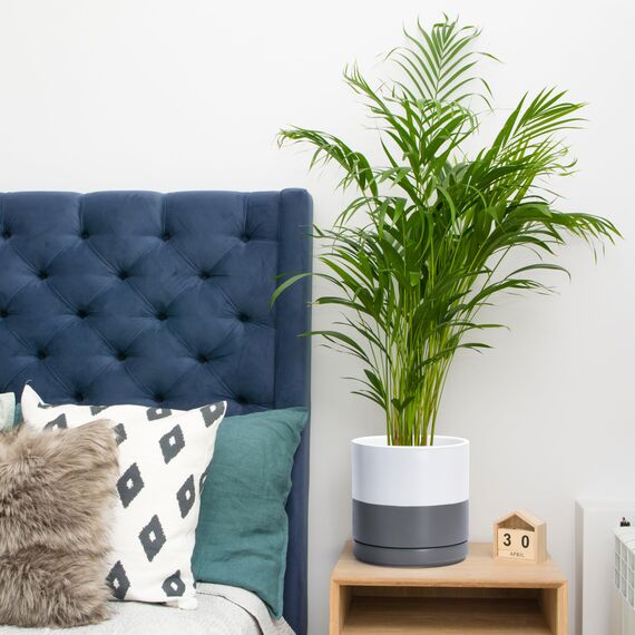 D'vine Dev 94-O-D-6 Keramik-Pflanztopf mit Ablaufloch und Untersetzer, zylinderförmig, rund, 20,3 cm, weiß gesprenkelt grau