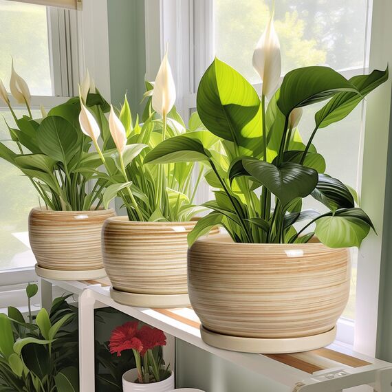 SQOWL Keramik-Blumentopf, 25,4 cm, großer Übertopf mit Ablaufloch und Untersetzer, runder moderner Übertopf für Zimmerpflanze, Outdoor, dekorativer Keramik-Blumentopf, Veranda-Dekor, Gartengeschenk