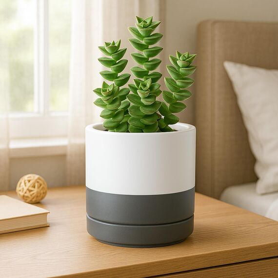 D'vine Dev 94-T-S-6 Runde Keramik-Pflanztöpfe mit Ablaufloch und Untersetzer, 7,6 cm, 10,2 cm und 15,2 cm, 3 Stück, Weiß gesprenkelt