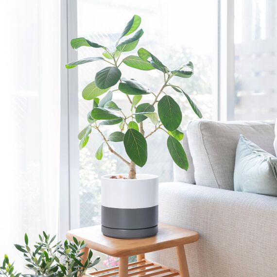 D'vine Dev 94-O-D-6 Keramik-Pflanztopf mit Ablaufloch und Untersetzer, zylinderförmig, rund, 20,3 cm, weiß gesprenkelt grau