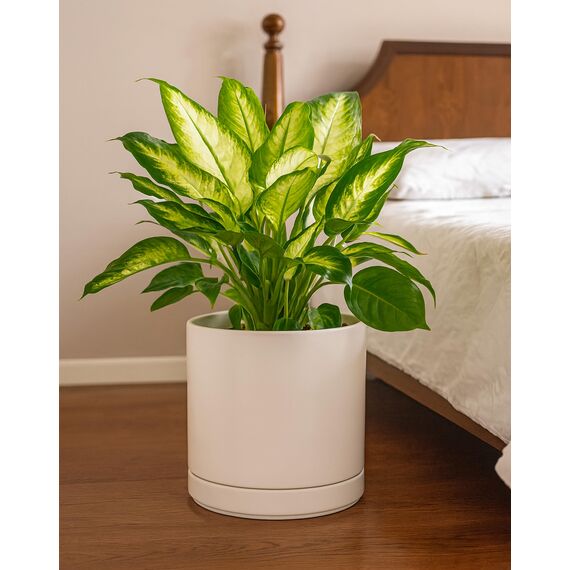 D'vine Dev 94-O-E-8 Keramik-Pflanztopf mit Ablaufloch und Untersetzer, zylinderförmig, rund, für den Innenbereich, Haferflocken, 25,4 cm