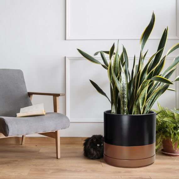 D'vine Dev 94-O-G-7 Keramik-Blumentopf mit Ablaufloch und Untersetzer, zylinderförmig, runder Blumentopf für den Innenbereich, Schwarz/Hellbraun gesprenkelt, 35,6 cm