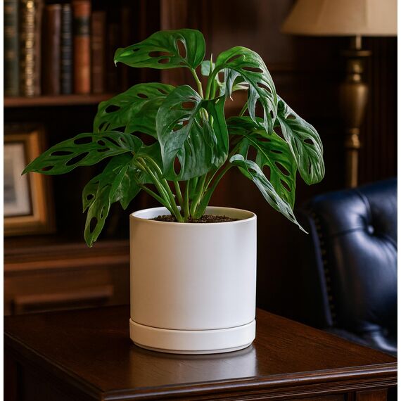 D'vine Dev 94-O-C-1 Keramik-Blumentopf mit Ablaufloch und Untersetzer, zylinderförmig, runder Blumentopf für den Innenbereich, Weiß, 15,2 cm