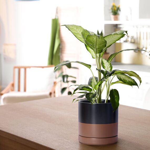 D'vine Dev 94-T-S-7 Runde Keramik-Pflanztöpfe mit Ablaufloch und Untersetzer, 7,6 cm, 10,2 cm und 15,2 cm, 3 Stück