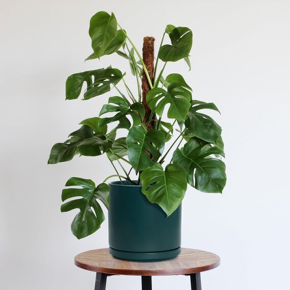 D'vine Dev 94-O-E-9 Keramik-Blumentopf mit Ablaufloch und Untersetzer, zylinderförmig, runder Blumentopf für den Innenbereich, Blaugrün, 25,4 cm