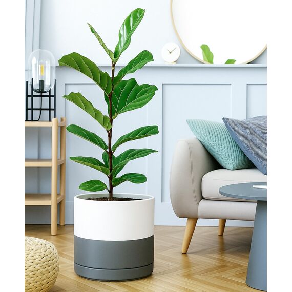 D'vine Dev 30,5 cm Keramik-Pflanztopf mit Ablaufloch und Untersetzer, zylinderförmig, runder Pflanztopf für den Innenbereich, weiß/gesprenkeltes Grau, 94-O-F-6