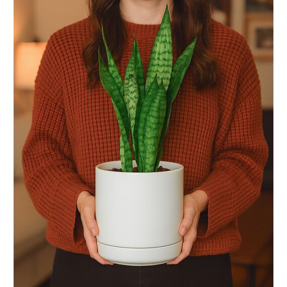 D'vine Dev 94-O-C-1 Keramik-Blumentopf mit Ablaufloch und Untersetzer, zylinderförmig, runder Blumentopf für den Innenbereich, Weiß, 15,2 cm