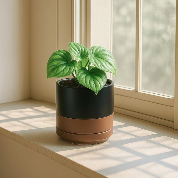 D'vine Dev 94-T-S-7 Runde Keramik-Pflanztöpfe mit Ablaufloch und Untersetzer, 7,6 cm, 10,2 cm und 15,2 cm, 3 Stück