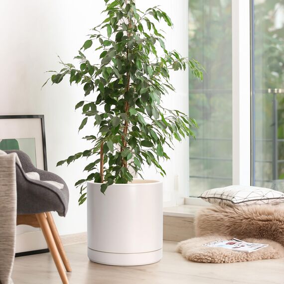 D'vine Dev 94-O-E-8 Keramik-Pflanztopf mit Ablaufloch und Untersetzer, zylinderförmig, rund, für den Innenbereich, Haferflocken, 25,4 cm