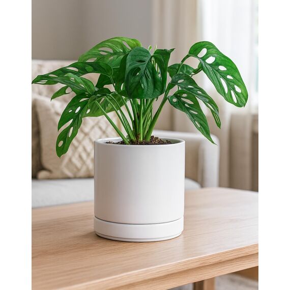 D'vine Dev 94-O-C-1 Keramik-Blumentopf mit Ablaufloch und Untersetzer, zylinderförmig, runder Blumentopf für den Innenbereich, Weiß, 15,2 cm