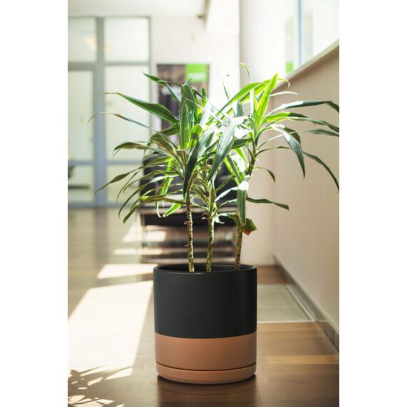 D'vine Dev 94-O-D-7 Keramik-Blumentopf mit Ablaufloch und Untersetzer, zylinderförmig, runder Blumentopf für den Innenbereich, Schwarz/Hellbraun gesprenkelt, 20,3 cm