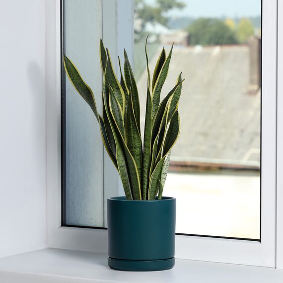 D'vine Dev 94-T-L-9 Runde Keramik-Pflanztöpfe mit Ablaufloch und Untersetzer, 15,2 cm, 20,3 cm und 25,4 cm, 3 Stück