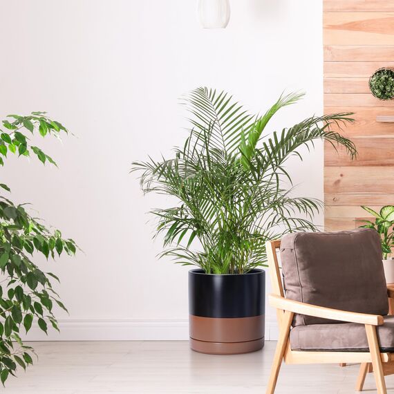 D'vine Dev 94-T-L-7 Runde Keramik-Pflanztöpfe mit Ablaufloch und Untersetzer, 15,2 cm, 20,3 cm und 25,4 cm, 3 Stück