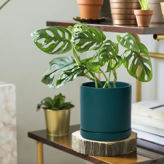 D'vine Dev 94-T-L-9 Runde Keramik-Pflanztöpfe mit Ablaufloch und Untersetzer, 15,2 cm, 20,3 cm und 25,4 cm, 3 Stück