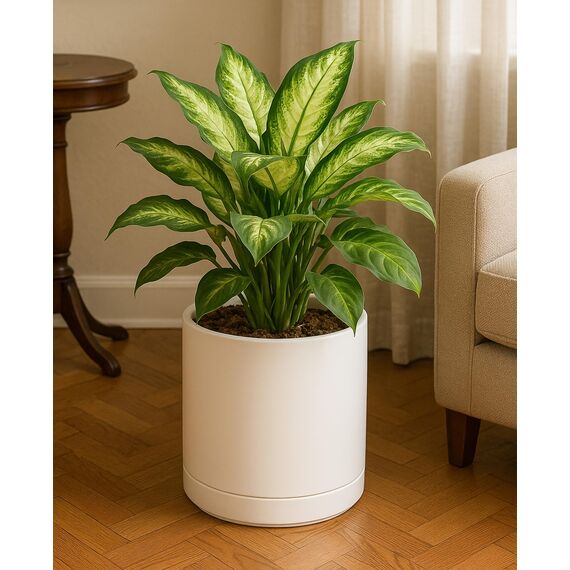 D'vine Dev 94-O-E-8 Keramik-Pflanztopf mit Ablaufloch und Untersetzer, zylinderförmig, rund, für den Innenbereich, Haferflocken, 25,4 cm