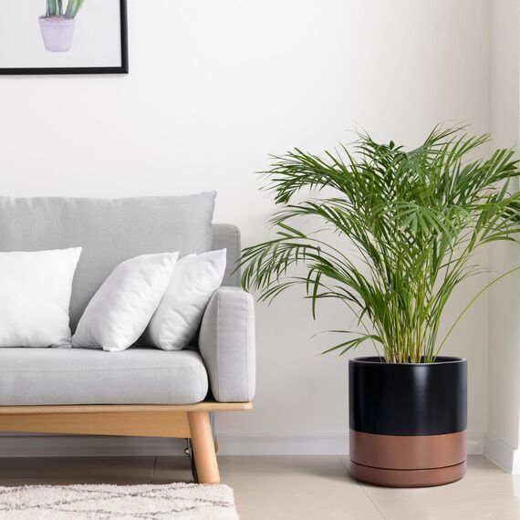 D'vine Dev 30,5 cm Keramik-Pflanztopf mit Ablaufloch und Untersetzer, Zylinder, runder Pflanztopf für den Innenbereich, Schwarz/gesprenkeltes Hellbraun, 94-O-F-7