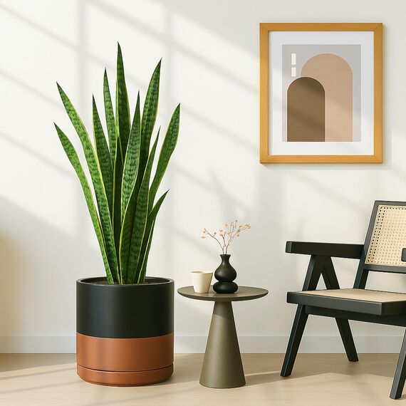 D'vine Dev 30,5 cm Keramik-Pflanztopf mit Ablaufloch und Untersetzer, Zylinder, runder Pflanztopf für den Innenbereich, Schwarz/gesprenkeltes Hellbraun, 94-O-F-7