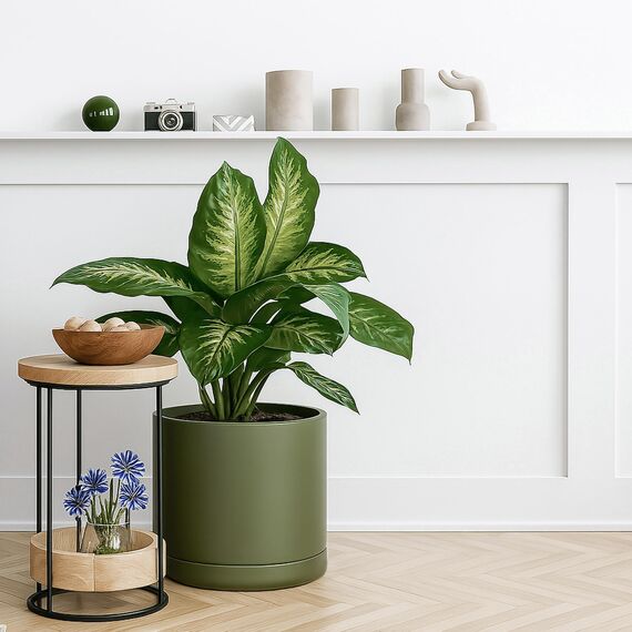 D'vine Dev 30,5 cm Keramik-Pflanztopf mit Ablaufloch und Untersetzer, Zylinder, runder Pflanztopf für den Innenbereich, Olivgrün, 94-O-F-J