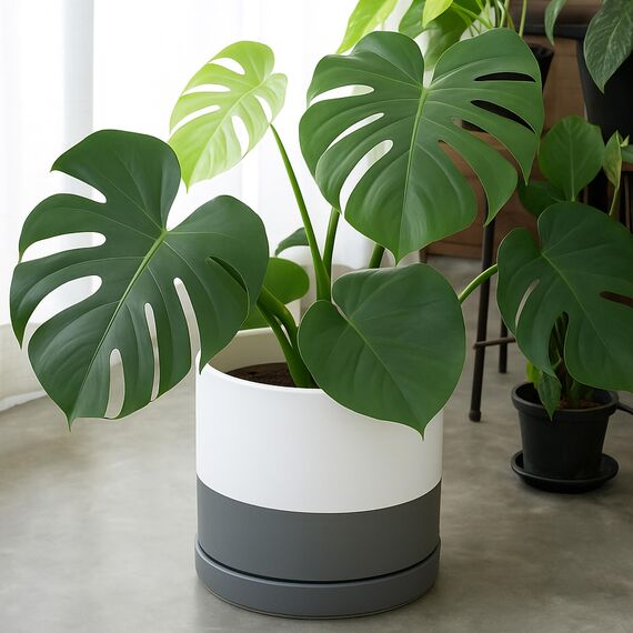 D'vine Dev 30,5 cm Keramik-Pflanztopf mit Ablaufloch und Untersetzer, zylinderförmig, runder Pflanztopf für den Innenbereich, weiß/gesprenkeltes Grau, 94-O-F-6