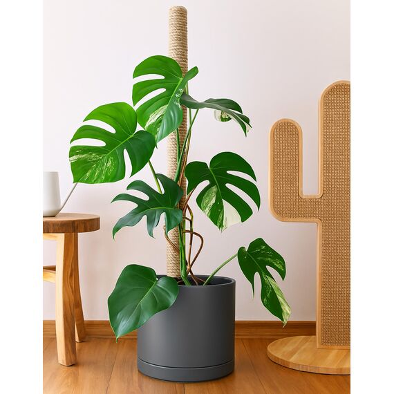 D'vine Dev 35,6 cm Keramik-Pflanztopf mit Ablaufloch und Untersetzer, Zylinder, runder Pflanztopf für den Innenbereich, gesprenkelt, grau, 94-O-G-3