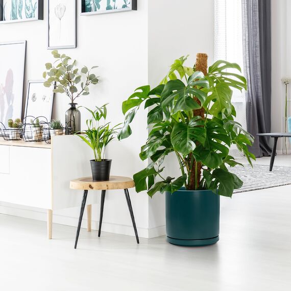 D'vine Dev 94-O-E-9 Keramik-Blumentopf mit Ablaufloch und Untersetzer, zylinderförmig, runder Blumentopf für den Innenbereich, Blaugrün, 25,4 cm