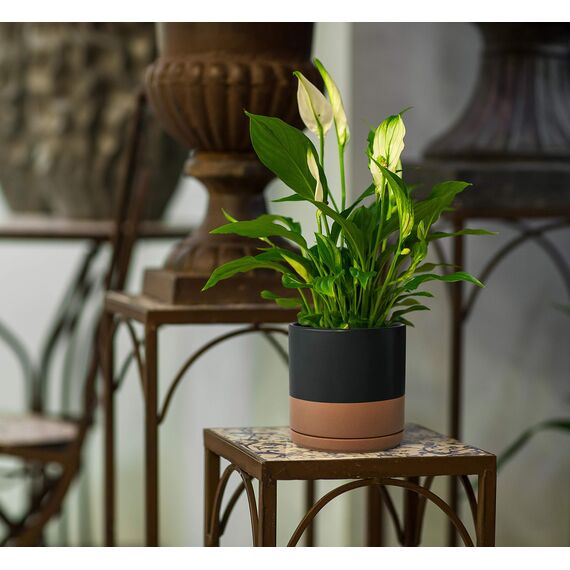 D'vine Dev 94-O-D-7 Keramik-Blumentopf mit Ablaufloch und Untersetzer, zylinderförmig, runder Blumentopf für den Innenbereich, Schwarz/Hellbraun gesprenkelt, 20,3 cm