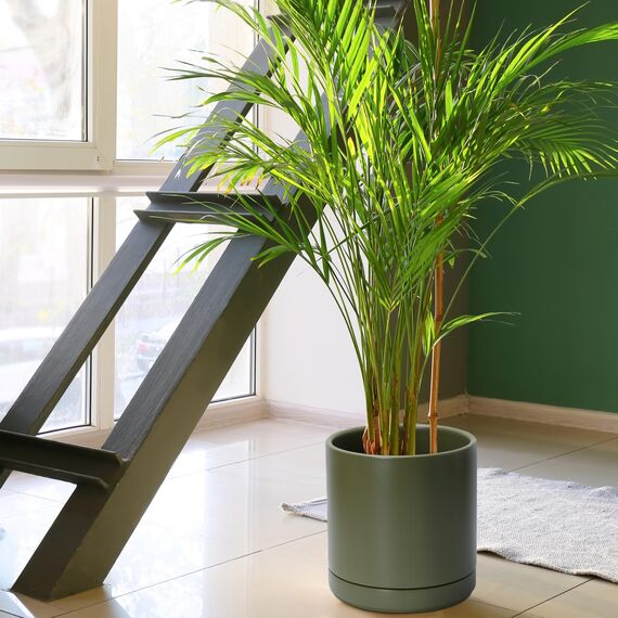 D'vine Dev 25,4 cm Keramik-Pflanztopf mit Ablaufloch und Untersetzer, Zylinder, runder Pflanztopf für den Innenbereich, Olivgrün, 94-O-E-J