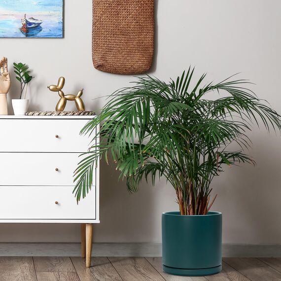 D'vine Dev 94-O-E-9 Keramik-Blumentopf mit Ablaufloch und Untersetzer, zylinderförmig, runder Blumentopf für den Innenbereich, Blaugrün, 25,4 cm