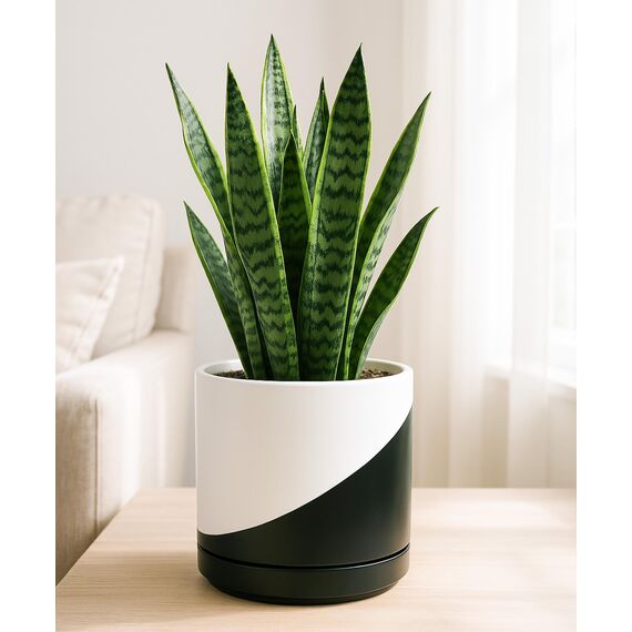 D'vine Dev 21,6 cm Keramik-Pflanztopf mit Ablaufloch und Untersetzer, Zylinder, runder Pflanztopf für den Innenbereich, schräg monochrom schwarz und weiß, 94-O-D-K