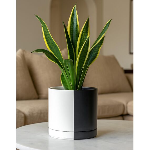 D'vine Dev 94-O-D-0 Keramik-Pflanztopf mit Ablaufloch und Untersetzer, zylinderförmig, rund, geteilt, einfarbig, Schwarz und Weiß, 21,6 cm