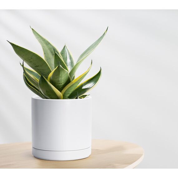 D'vine Dev 94-O-D-1 Keramik-Blumentopf mit Ablaufloch und Untersetzer, zylinderförmig, runder Blumentopf für den Innenbereich, Weiß, 20,3 cm