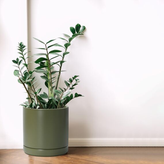 D'vine Dev 20,3 cm Keramik-Pflanztopf mit Ablaufloch und Untersetzer, Zylinder, runder Pflanztopf für den Innenbereich, Olivgrün, 94-O-D-J