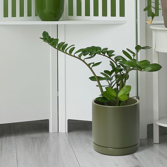 D'vine Dev 20,3 cm Keramik-Pflanztopf mit Ablaufloch und Untersetzer, Zylinder, runder Pflanztopf für den Innenbereich, Olivgrün, 94-O-D-J