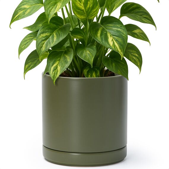 D'vine Dev 20,3 cm Keramik-Pflanztopf mit Ablaufloch und Untersetzer, Zylinder, runder Pflanztopf für den Innenbereich, Olivgrün, 94-O-D-J