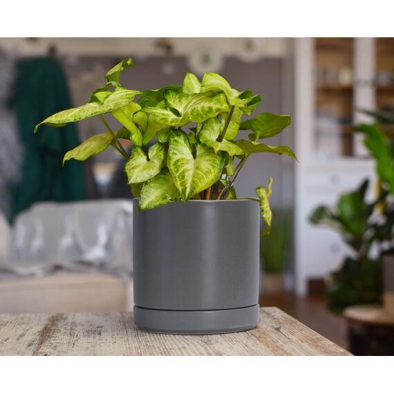 D'vine Dev 4 Zoll & 6 Zoll & 8 Zoll, Set mit 3 runden Keramik-Pflanztöpfen mit Ablaufloch und Untersetzer, grau, 94-T-M-3