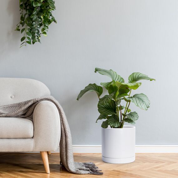 D'vine Dev 94-O-E-1 Keramik-Blumentopf mit Ablaufloch und Untersetzer, zylinderförmig, runder Blumentopf für den Innenbereich, Weiß, 25,4 cm