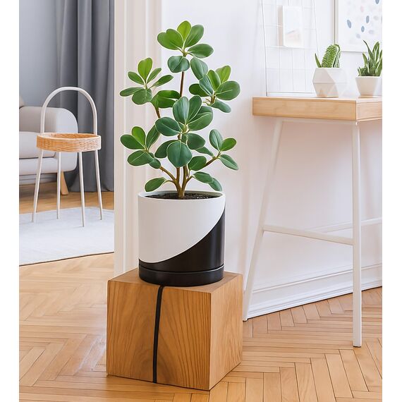 D'vine Dev 21,6 cm Keramik-Pflanztopf mit Ablaufloch und Untersetzer, Zylinder, runder Pflanztopf für den Innenbereich, schräg monochrom schwarz und weiß, 94-O-D-K