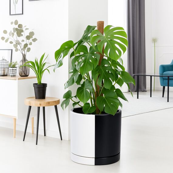 D'vine Dev 30,5 cm Keramik-Pflanztopf mit Ablaufloch und Untersetzer, zylinderförmig, rund, geteilt, einfarbig, Schwarz und Weiß, 94-O-F-0