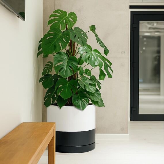 D'vine Dev 35,6 cm Keramik-Pflanztopf mit Ablaufloch und Untersetzer, Zylinder, runder Übertopf für den Innenbereich, geschichtet, einfarbig, Schwarz und Weiß, 94-O-G-L