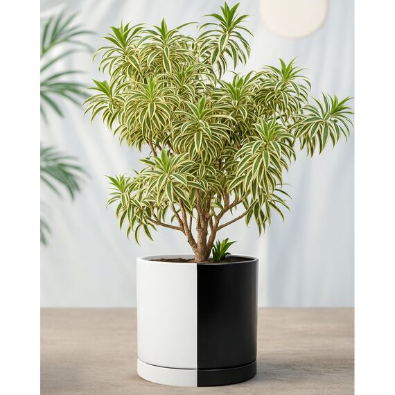 D'vine Dev 25,4 cm Keramik-Pflanztopf mit Ablaufloch und Untersetzer, Zylinder, runder Pflanztopf für den Innenbereich, geteilt, einfarbig, Schwarz und Weiß, 94-O-E-0