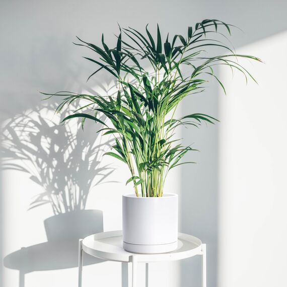 D'vine Dev 94-O-D-1 Keramik-Blumentopf mit Ablaufloch und Untersetzer, zylinderförmig, runder Blumentopf für den Innenbereich, Weiß, 20,3 cm