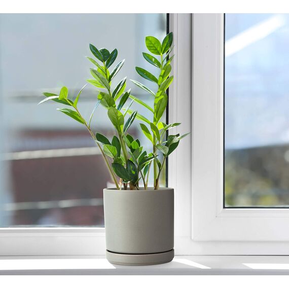 D'vine Dev 94-O-C-3 Keramik-Blumentopf mit Ablaufloch und Untersetzer, zylinderförmig, runder Blumentopf für den Innenbereich, Grau, 15,2 cm